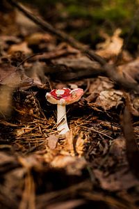 Rot mit weißem Pilz von Melanie Schat