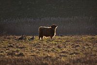 Schottischer Highlander in der Sonne stehend