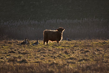 Scottish highlander standing in the sun