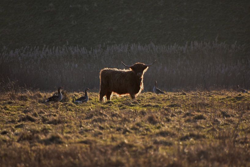 Scottish highlander standing in the sun by Joard van den Ende