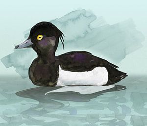 Reiherente Aquarell