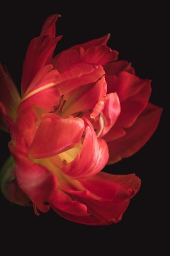 Rode Tulp – Fine Art Bloemportret