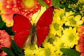 An exotic butterfly on a flower by Roland Brack