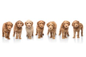 Photographie chiens/chiots blancs avec image miroir. Composition de plusieurs chiens