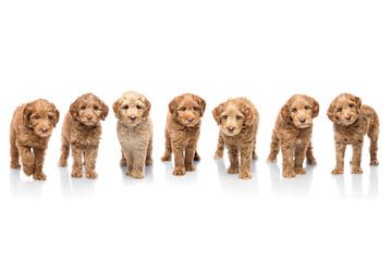 Photographie chiens/chiots blancs avec image miroir. Composition de plusieurs chiens sur Ellen Van Loon