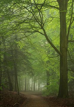 Nebliger Wald im Frühling 3 von René Jonkhout