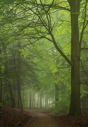 Foggy forest in spring 3