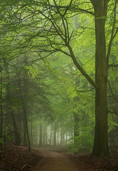 Forêt brumeuse au printemps 3 par René Jonkhout