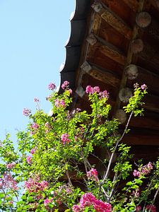 Südkoreanische Atmosphäre mit traditionellem Dorf und rosa Blumen