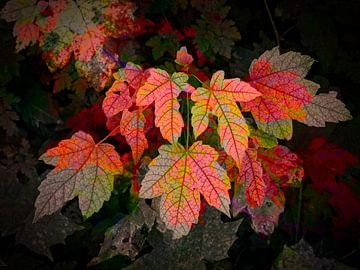 Herfstkleuren van Rob Boon