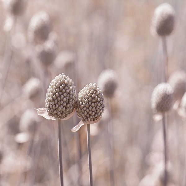 Allium / Lieb mich von Violetta Honkisz