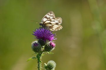 Checkerboard (vlinder) vrouwtje van Karin Jähne