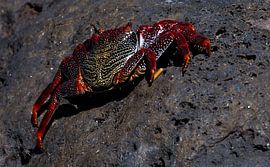 Rock crab by John Brugman
