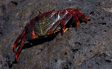 Crabe de roche sur John Brugman