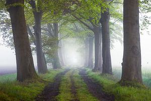 Avenue of Trees - Nebel von Zwoele Plaatjes