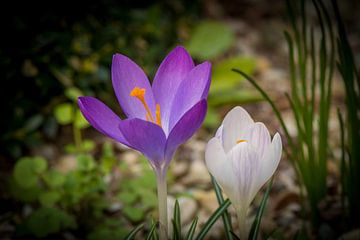krokus, kleurrijk, paars, wit, twee, bloemen