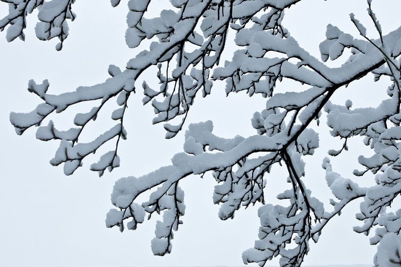 besneeuwde takken par 28Art - Yorda