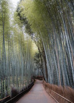 Bamboo Forest Japan I van fromkevin