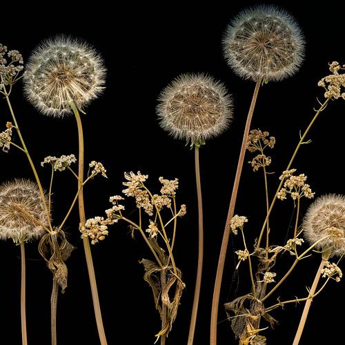 Le silence en contraste