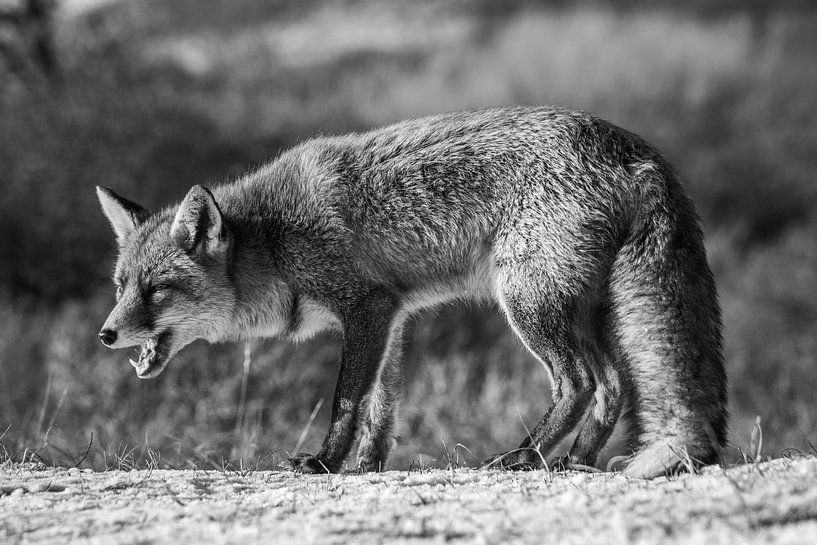 A fox in the dunes by Marian Sintemaartensdijk