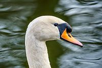 Mute Swan Portrait
