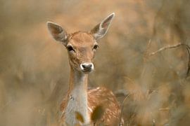 Deer versteckt in den Büschen . von Francis Dost