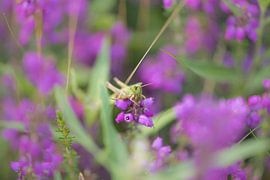 Rode dophei met een sprinkhaan van Ans Bastiaanssen
