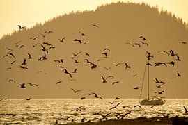 Troupeau d'oiseaux dans la lumière du soir sur Dirk Rüter