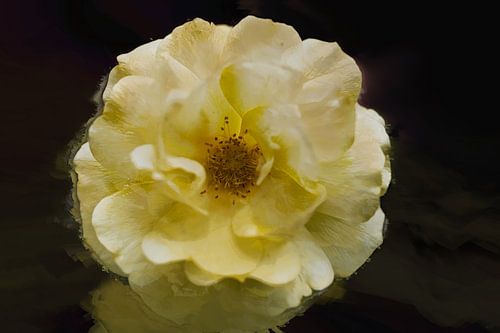Rose jaune