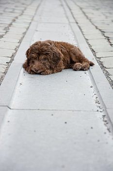 Chocolade  Labradoodle  puppy