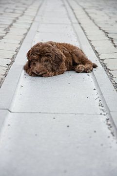 Chocolade  Labradoodle  puppy van Lucia Leemans