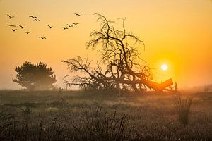 Strabrechtse Heide van Rob Boon