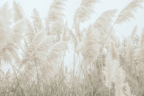 Wild Pampas Reed And Nature’s Beauty