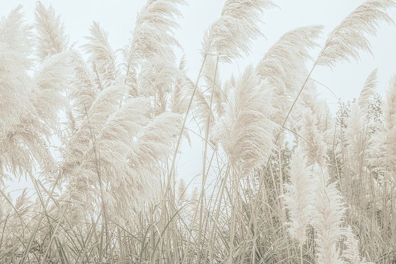 Wild Pampas Reed And Nature’s Beauty by Monika Strigel