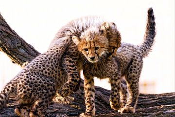 Young cheetahs by Ken Kühlbrandt