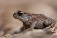 Mister frog