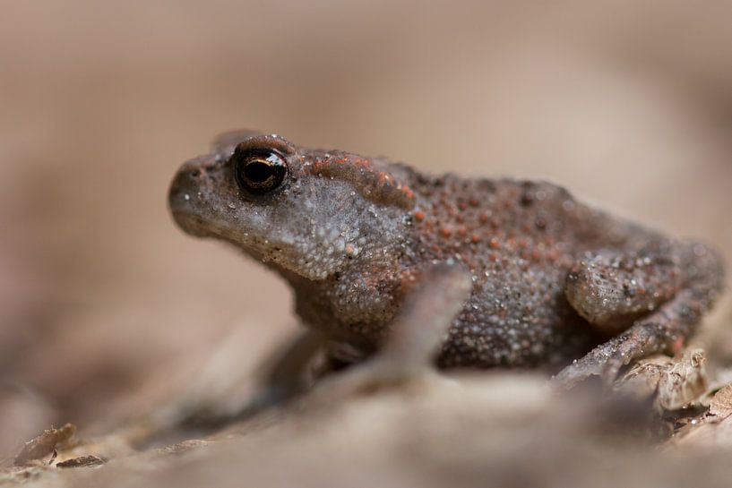 Mister frog par Maja Ooms
