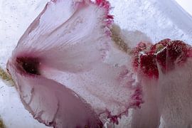 Alpenveilchen in Eis 4 von Marc Heiligenstein