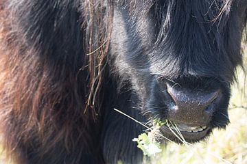 Schwarz-brauner schottischer Highlander in den Kennemer Dünen von Miranda Vleerlaag