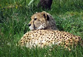 Jachtluipaard by richard de bruyn