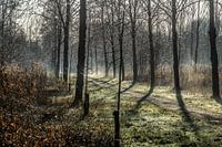 Stilte in de Biesbosch