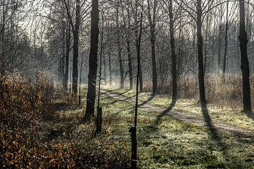 Stille im Biesbosch