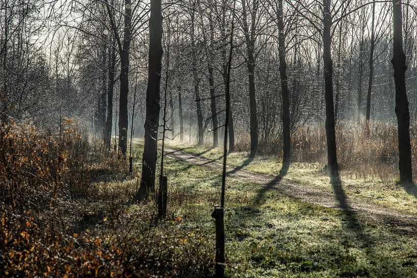 Stille im Biesbosch von Willem Woudenberg / Photobywim