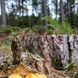 paddenstoelen in het bos van Melissa Wellens