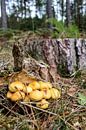 paddenstoelen in het bos van Melissa Wellens thumbnail