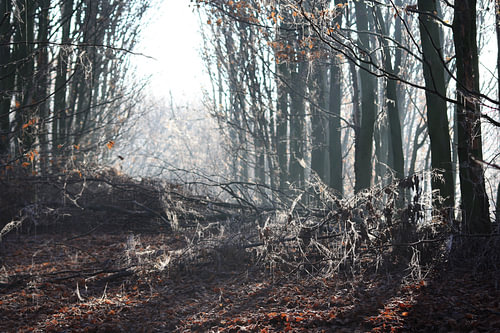 winter ochtend 