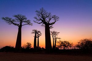 Baobabs tijdens het vallen van de avond sur Dennis van de Water
