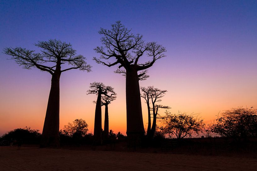 Baobabs tijdens het vallen van de avond by Dennis van de Water