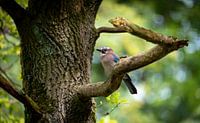 Eurasischer Jay in Entspannung