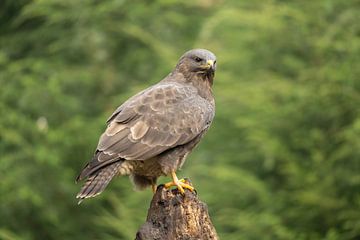 Bussard-Alarm von Sandra Groenescheij